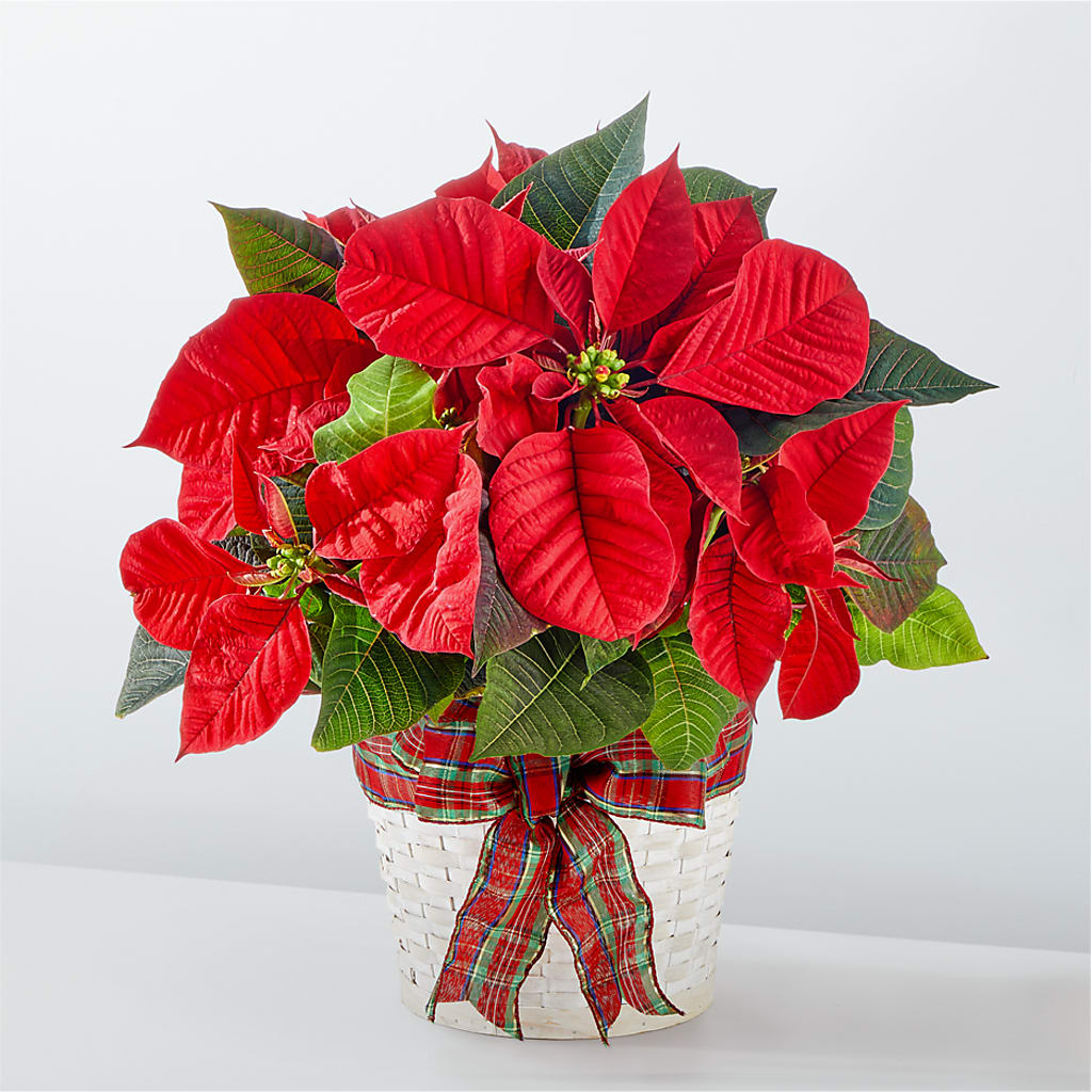 Happiest Holidays Poinsettia – Flowers From The Heart Auburn, Auburn MI