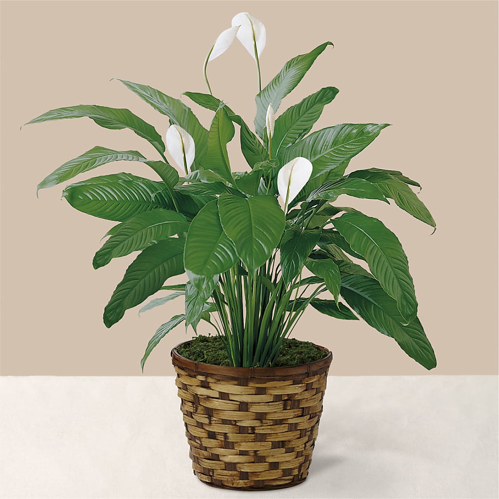 Tranquil Moments Peace Lily Plant – Flowers From The Heart Auburn, Auburn MI