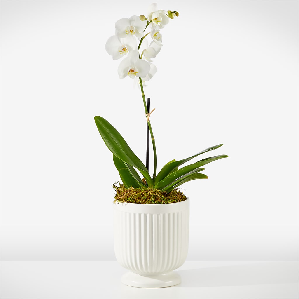 Whispering White Orchid – Flowers From The Heart Auburn, Auburn MI