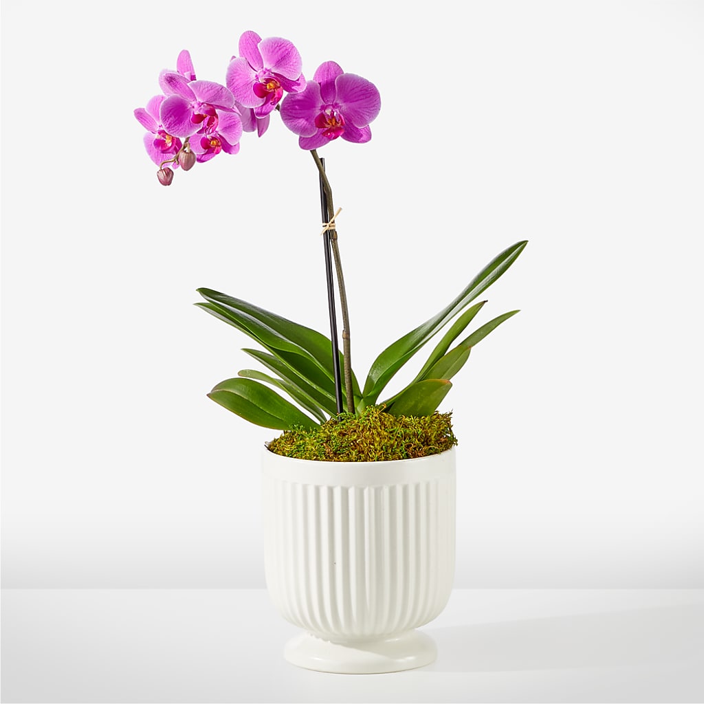 Friendly Fuchsia Orchid – Flowers From The Heart Auburn, Auburn MI