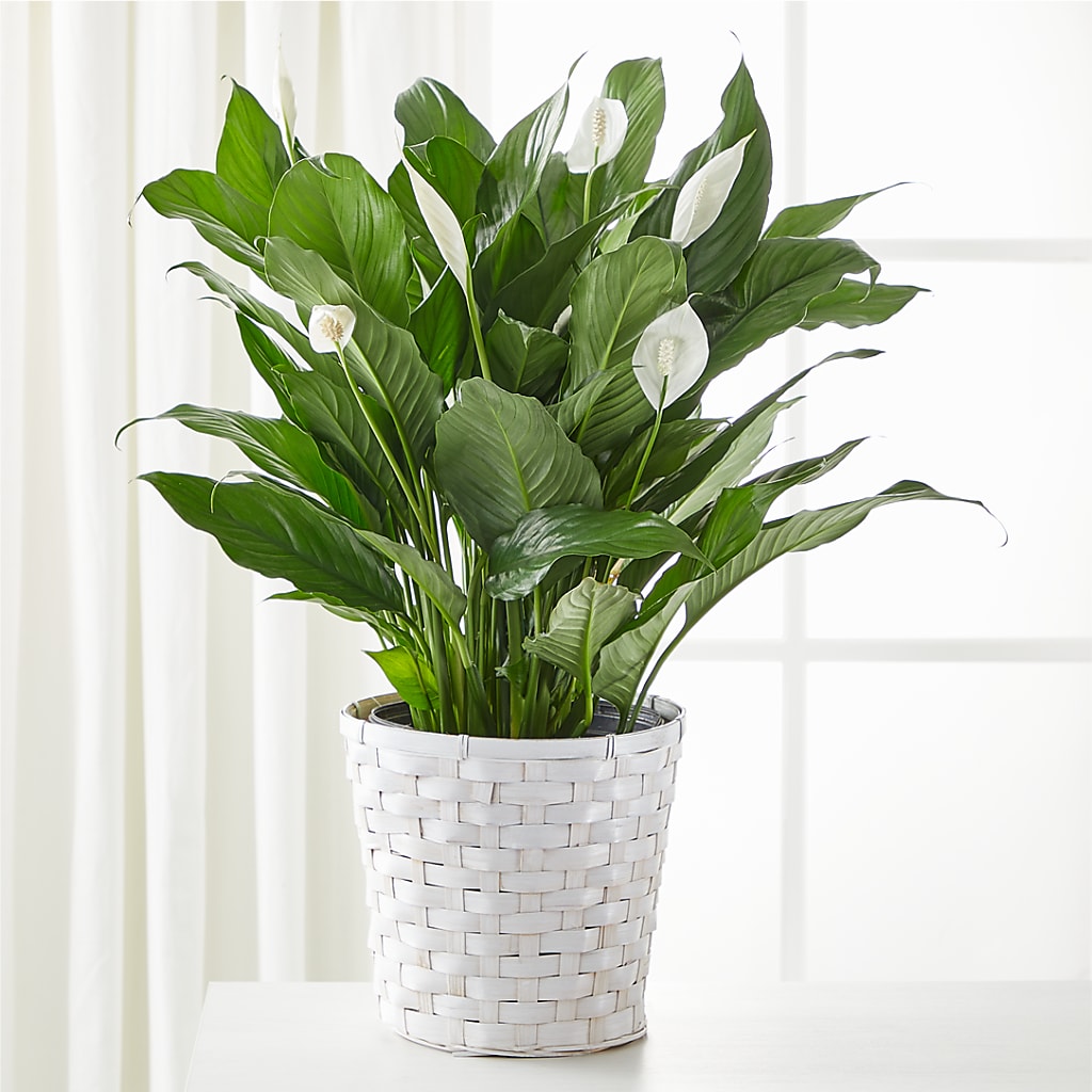 A New Leaf Peace Lily – Flowers From The Heart Auburn, Auburn MI