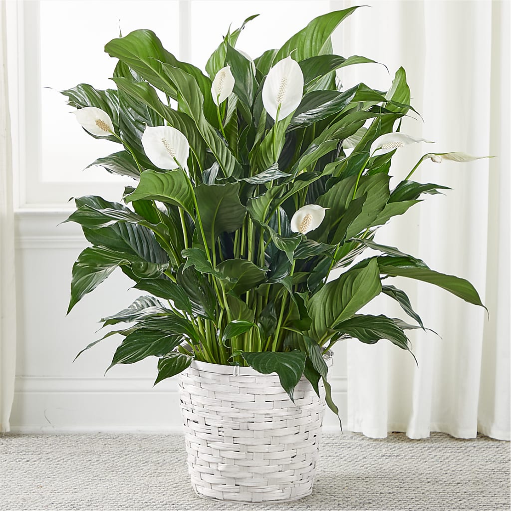 A New Leaf Peace Lily – Flowers From The Heart Auburn, Auburn MI