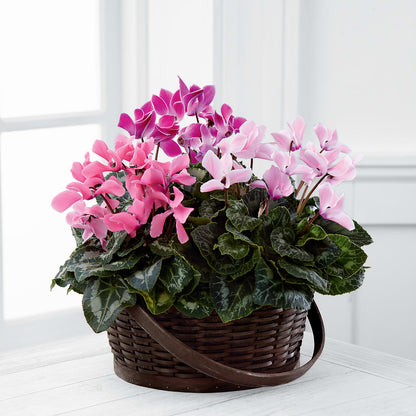 Mixed Cyclamen Planter –  Flowers From The Heart Auburn, Auburn MI
