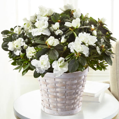 White Azalea Plant –  Flowers From The Heart Auburn, Auburn MI