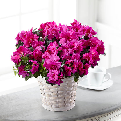 Hope & Serenity Azalea Plant –  Flowers From The Heart Auburn, Auburn MI