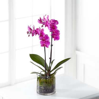 Pink Orchid Plant –  Flowers From The Heart Auburn, Auburn MI