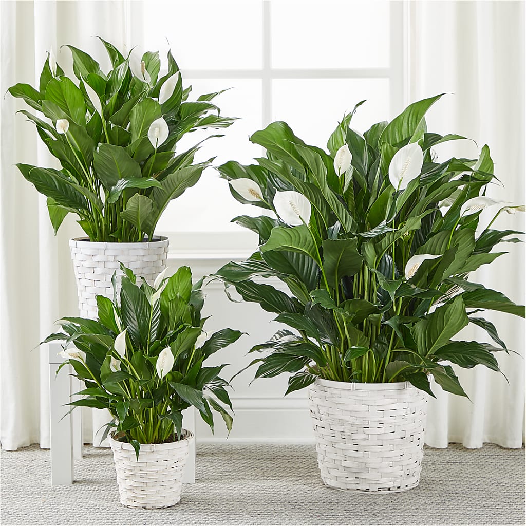 A New Leaf Peace Lily –  Flowers From The Heart Auburn, Auburn MI