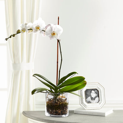 White Orchid Planter –  Flowers From The Heart Auburn, Auburn MI
